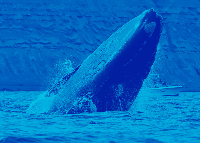 Portfolio trabajos Meyer MeyerAction